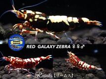 【Rmmks（リームス）】　DARK RED GALAXY ZEBRA ダークレッドギャラクシー　若個体のトリオ（♀2♂1）　（1匹抱卵中）即決特典２つ♪_画像1