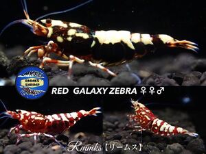 【Rmmks（リームス）】　DARK RED GALAXY ZEBRA ダークレッドギャラクシー　若個体のトリオ（♀2♂1）　（1匹抱卵中）即決特典２つ♪