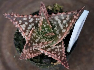 ３実生　フ大５ｘヘルキャノン　キズあり　多肉植物　アロエ　発根済み　ロウルサンコ　