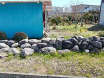 埼玉県坂戸市 御影石 玉石 大量 その昔、漬物に使っていた石になります。引き取りのみ対応　バラ売り可能です！_画像6