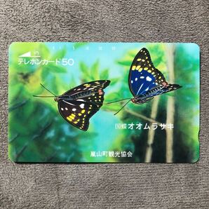 240326 蝶 国蝶オオムラサキ 嵐山町観光協会の画像1