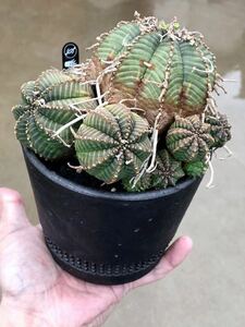 Spicygem 鉢植え ユーフォルビア バリダ 群生 子吹き アガベ 塊根 コーデックス Euphorbia Valida パキプス コピアポア Valiem