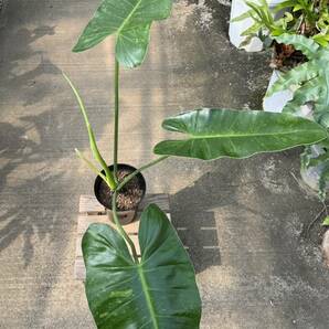 フィロデンドロン・ジョセブオノ ★ Philodendron Jose-Buonoの画像2