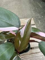 フィロデンドロン・ピンクプリンセス ★ Philodendron Pink-Princess_画像4