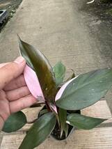 フィロデンドロン・ピンクプリンセス ★ Philodendron Pink-Princess_画像3