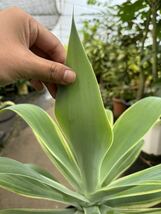 アガべ・アテナータ・黄斑 ★ Agave Attenuata Yellow-Variegata_画像9