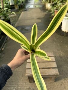 エクメア・ヌディカウリス・オーレア★ Aechmea Nudicaulis Aurea