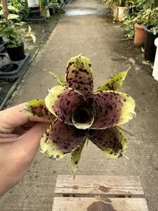 ネオレゲリア・パウシフローラ ★ Neoregelia Parcifolia