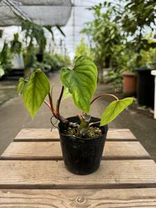 フィロデンドロン・マーメイ・シルバー ★ Philodendron Mamei ‘ Silver ’