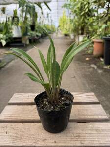 サンスベリア・コンシンネ・スモールスプーン ★ Sansevieria Concinna ‘ Small-Spoon ’