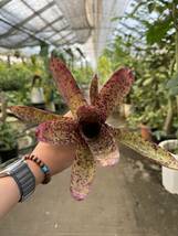 ネオレゲリア・パワーポイント ★ Neoregelia Power-Point_画像2