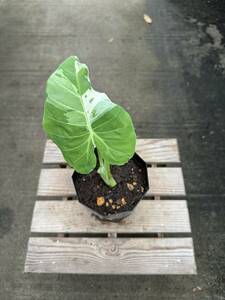 コロカシア・ギガンティア・斑入　★　Colocasia Gigantea Variegata