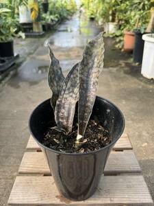 サンスベリア・キルキー・プルクラ・コパトーン ★ Sansevieria Kirkii var. pulchra coppertone