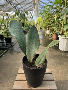 サンスベリア・グランディス ★ Sansevieria Grandis