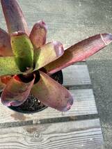 ネオレゲリア・バルカン ★ Neoregelia Valcan_画像6