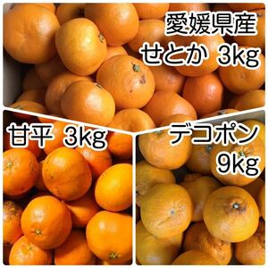 1デコポン9kg 甘平3kg せとか3kg 4299円 愛媛県産 訳あり家庭用 柑橘