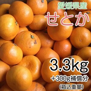 1せとか3kg+300g補償分 1799円 愛媛県産 訳あり家庭用 柑橘