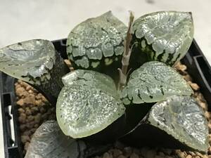 多肉植物 ハオルシア アマゾナイト×水晶コンプト102 