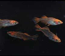 紅薊メダカ　若魚1ペア_画像5