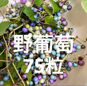 野葡萄種　75粒