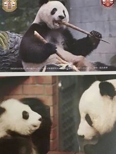 上野動物園　歴代パンダ　ホアンホアン　トントン親子　春節祭　シャンシャンポストカード