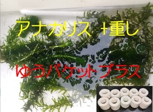 【重し付き】アナカリス 入るだけ ゆうパケットプラス 送料無料 水質浄化 水槽 水草 メダカ 飼育 重り ガラス製リング ろ材 ろ過リング