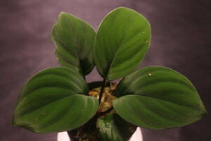 Homalomena sp. Sekadau【LA0412-00-ｗｆ1】 　ホマロメナ　ー山水苑ー