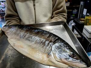 ★お家でご馳走・極上、根室沖の時シラズを新巻き鮭用に加工しましたが1本では値段が高くなり、悩んだ末に半身にしました！