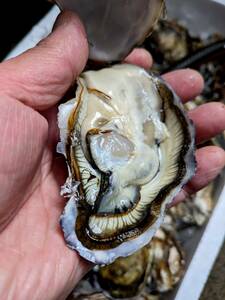 ★お家でご馳走・宮城県産・養殖殻付き牡蠣。もちろん生食用です。小さい殻付き牡蠣ですが身入り抜群の濃厚牡蠣です！