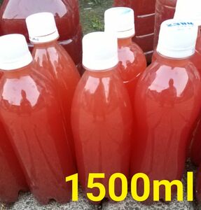 PSB　(光合成細菌)1500ml バクテリア めだか らんちゅう金魚 熱帯魚　ミジンコ　ゾウリムシ　グリーンウォーター　メダカ