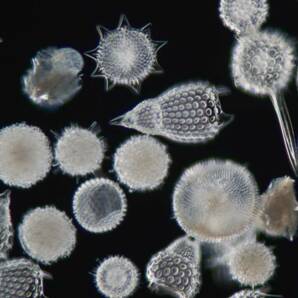 貴重 バルバドス (Barbados) 島産 放散虫 (Radiolaria) 大型カバーグラス プレパラート顕微鏡標本 微化石 微生物 プランクトン 大006の画像1