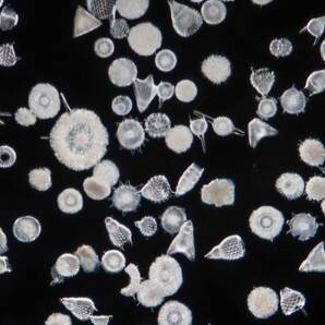 貴重 バルバドス (Barbados) 島産 放散虫 (Radiolaria) 大型カバーグラス プレパラート顕微鏡標本 微化石 微生物 プランクトン 大006の画像4