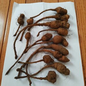 自然薯の種芋とむかご160g