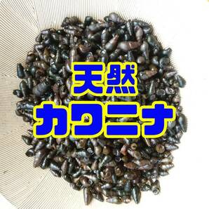 【天然カワニナ／30匹＋α】 水質浄化 コケ 苔取り 掃除役 混泳 メダカ 水槽 ミナミヌマエビ タニシ しじみ スネール 生体 ホタルの餌の画像1