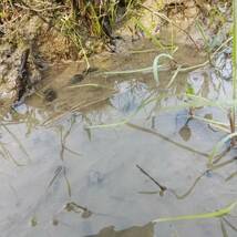 【天然カワニナ／100匹＋α】 水質浄化 コケ 苔取り 掃除役 混泳 メダカ 水槽 ミナミヌマエビ タニシ しじみ スネール 生体 ホタルの餌_画像7