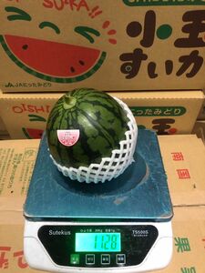 572.数量限定 薄皮すいか　小玉甘いスイカ　ひとりじ1玉入り 約1Kg~