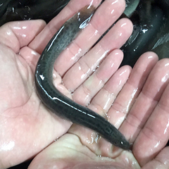 ◇活どじょう大500ｇ(約16cm・平均20匹)食用◎・活き餌・釣り餌・生餌・熱帯魚 古代魚のエサにドジョウ☆えさ アロワナ ポリプ エンドリ