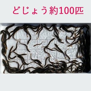 どじょう 200ｇ 約 100匹 活餌 生き 餌 食用 中国産