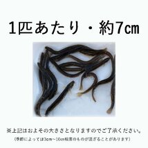 送料無料 どじょう 200ｇ 約 100匹 活餌 生き 餌 食用 中国産_画像2