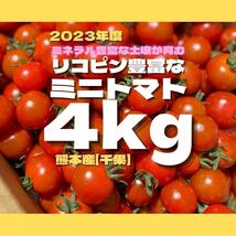ミニトマト　4キロ　野菜　熊本　おやつ　弁当　ミネラル　リコピン_画像1