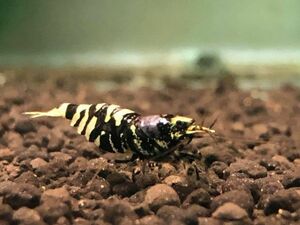 [Shrimp*..] super special selection German Dragon blood purple metallic parent from selection another ..10 pcs 