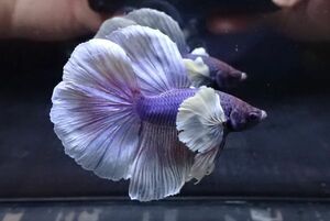 74<water-flap> betta male half moon Dumbo fancy 