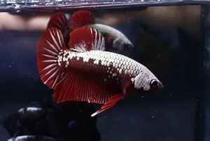 32<water-flap> betta male pra gut red Samurai 