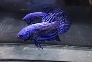 112<water-flap> betta Alien blue male 