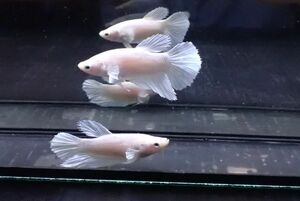 103<water-flap> betta female half moon super white 2 pcs set 