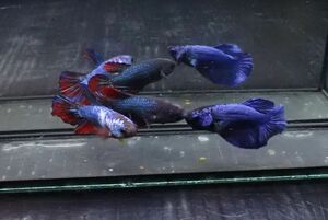 104<water-flap> betta female half moon 3 pcs set 