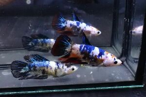 98<water-flap> betta female half moon Galaxy 2 pcs set 