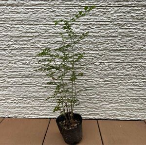 【シンボルツリー】シマトネリコ 小サイズ 庭木 観葉植物 苗ポットのまま発送