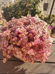 桜色カリシアカット苗 30カット　観葉植物