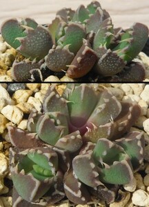 【種子を出品】◆　フォーカリア sp. PB1787 Faucaria sp. 5粒/メセン/美しい小型種